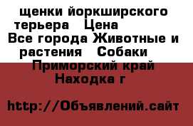 щенки йоркширского терьера › Цена ­ 20 000 - Все города Животные и растения » Собаки   . Приморский край,Находка г.